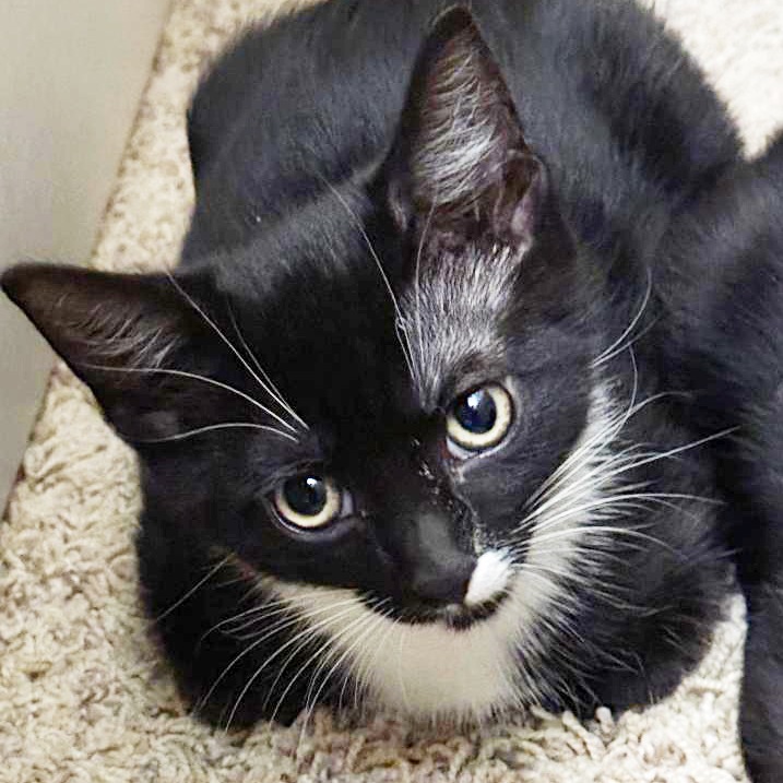 Midge, an adoptable Domestic Short Hair in Wichita, KS, 67208 | Photo Image 1