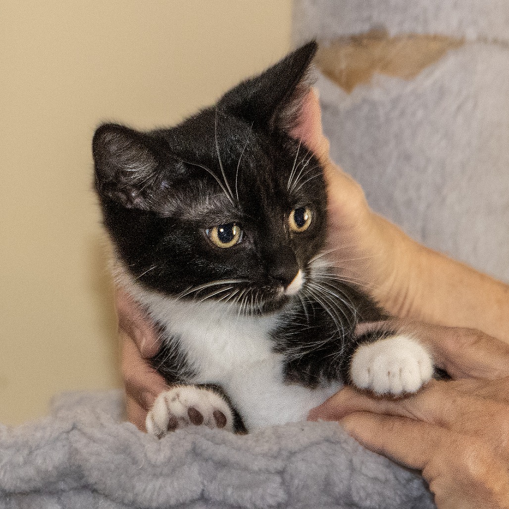 Midge, an adoptable Domestic Short Hair in Wichita, KS, 67208 | Photo Image 2