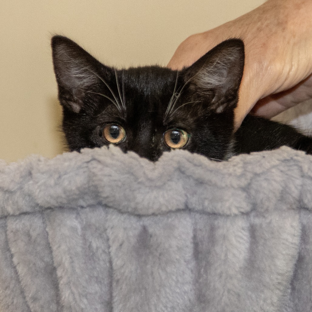 Midge, an adoptable Domestic Short Hair in Wichita, KS, 67208 | Photo Image 3