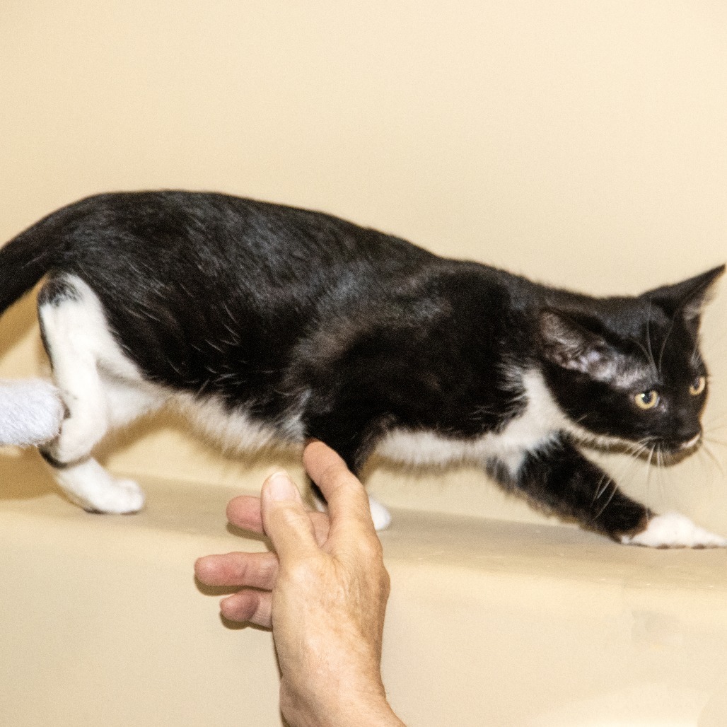 Midge, an adoptable Domestic Short Hair in Wichita, KS, 67208 | Photo Image 4