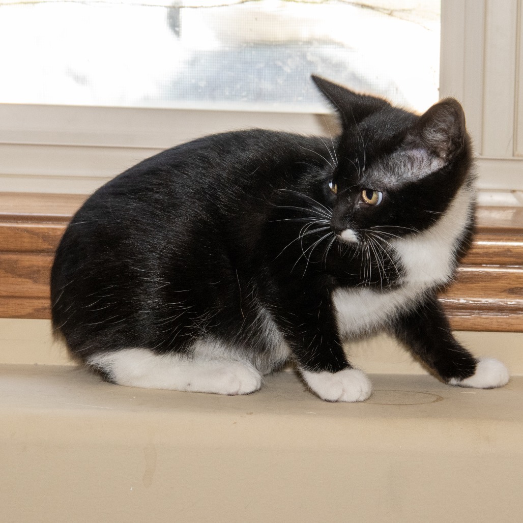 Midge, an adoptable Domestic Short Hair in Wichita, KS, 67208 | Photo Image 5