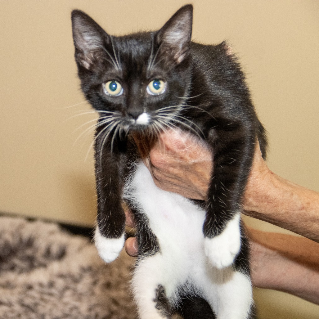 Midge, an adoptable Domestic Short Hair in Wichita, KS, 67208 | Photo Image 6