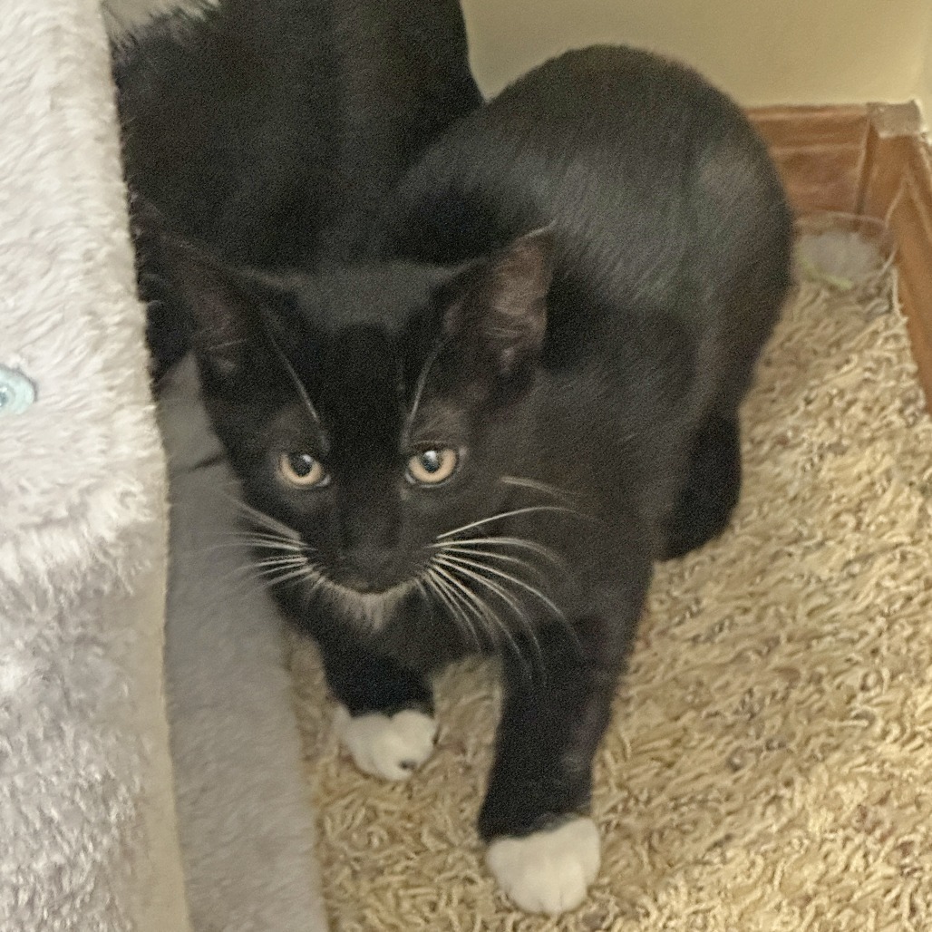 Skipper, an adoptable Domestic Short Hair in Wichita, KS, 67208 | Photo Image 1