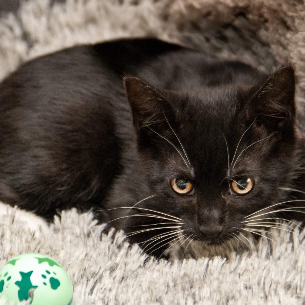 Skipper, an adoptable Domestic Short Hair in Wichita, KS, 67208 | Photo Image 2