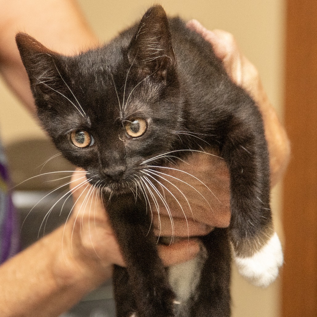 Skipper, an adoptable Domestic Short Hair in Wichita, KS, 67208 | Photo Image 3