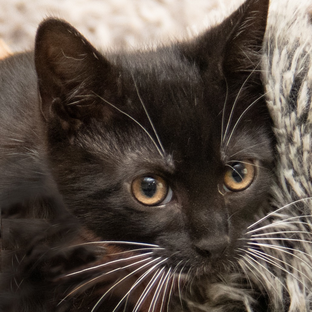Skipper, an adoptable Domestic Short Hair in Wichita, KS, 67208 | Photo Image 4