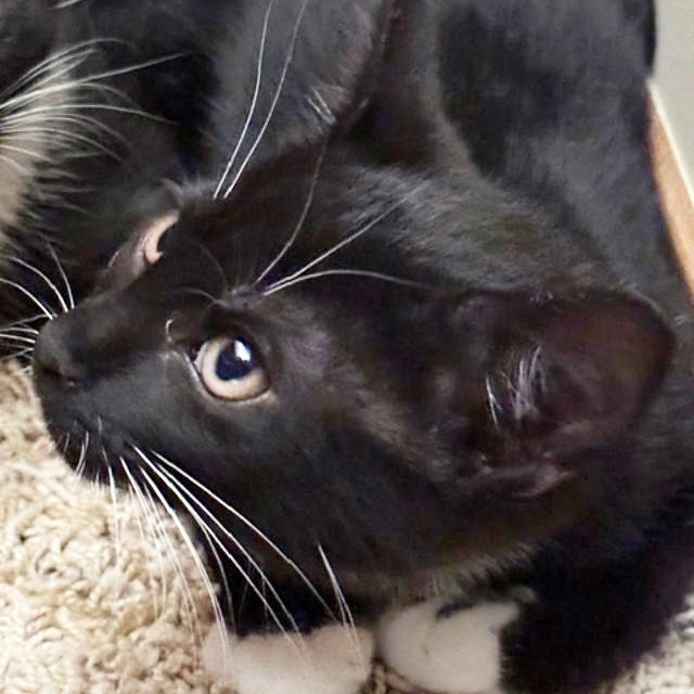 Skipper, an adoptable Domestic Short Hair in Wichita, KS, 67208 | Photo Image 5