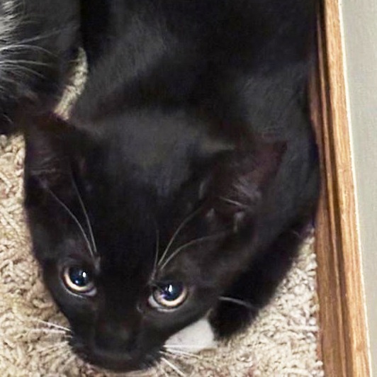Skipper, an adoptable Domestic Short Hair in Wichita, KS, 67208 | Photo Image 6