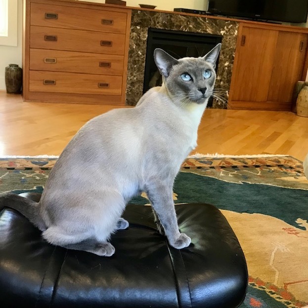 Pogo