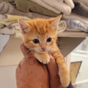Iced Tea Domestic Short Hair Cat