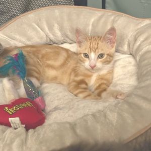 Saffron Domestic Short Hair Cat