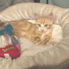 Saffron photo 1