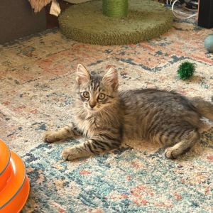 Aloe Domestic Medium Hair Cat
