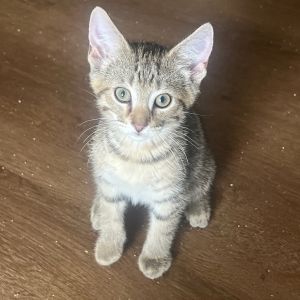 Space Shuttle, Baby Male Domestic Short Hair