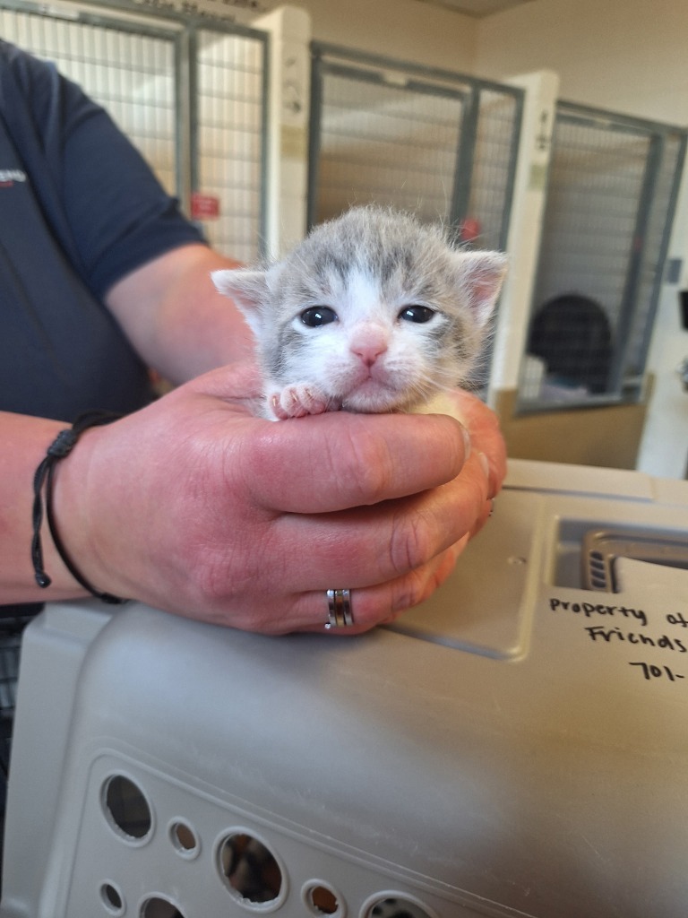 Gwen, an adoptable Domestic Short Hair in Grand Forks, ND, 58203 | Photo Image 2