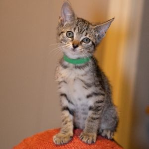 Joey, Baby Female Domestic Short Hair