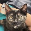 Nala A25-107 photo 1