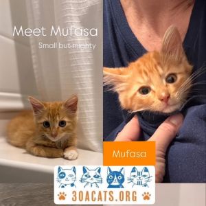 Mufasa A25-108, Baby Male unknown