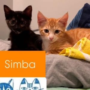 Simba A25-106, Baby Male unknown