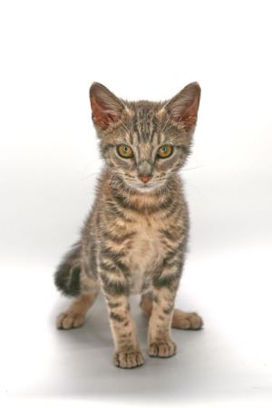 Yanis, Baby Male Domestic Short Hair