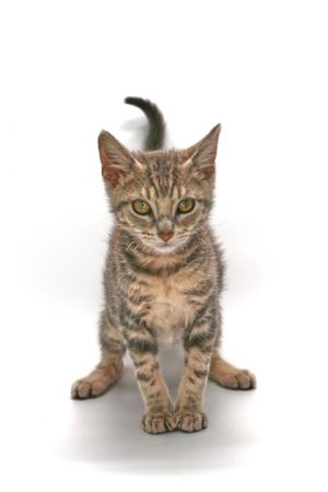 Yael, Baby Male Domestic Short Hair