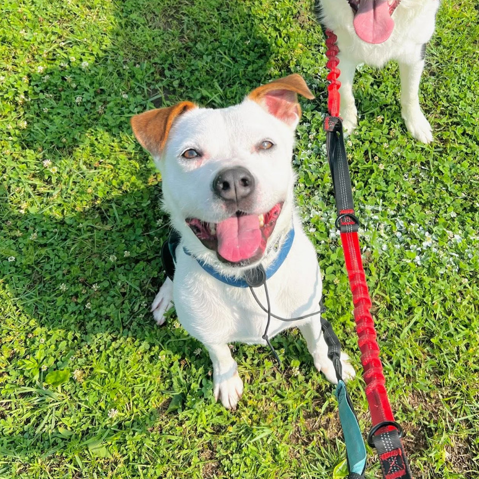 Teddy/Finley*a very generous friend has partially sponsored my adoption fee*