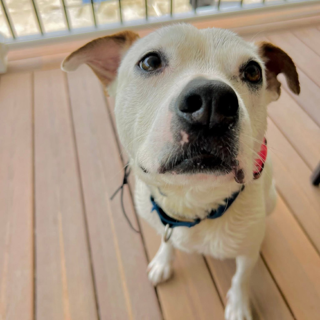 Teddy/Finley*a very generous friend has partially sponsored my adoption fee*