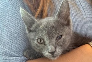 58745391, Baby Female Domestic Short Hair