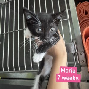 Maria, Baby Female American Shorthair