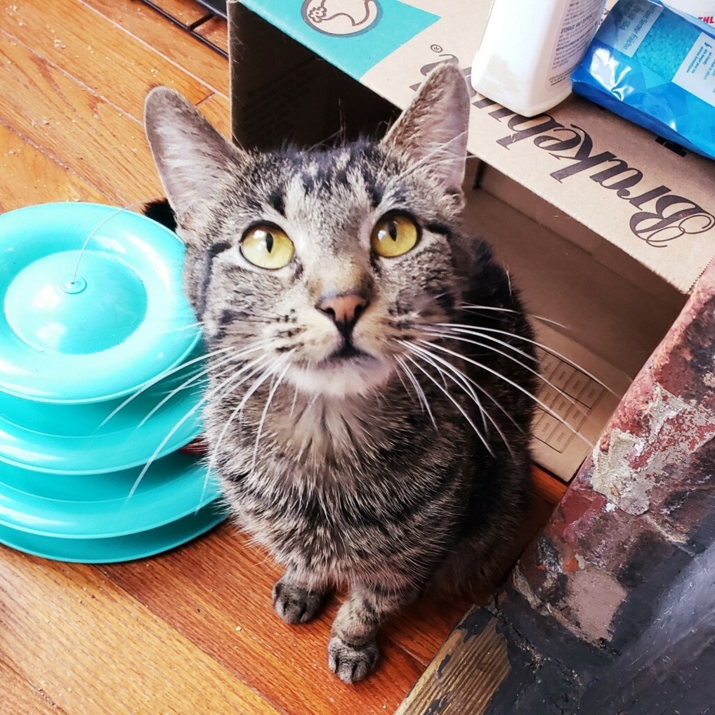 Piper