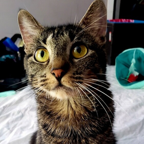 Piper