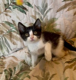 Snowy Night, Baby Female Domestic Short Hair