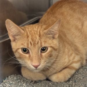 Ringo, Young Male Domestic Short Hair