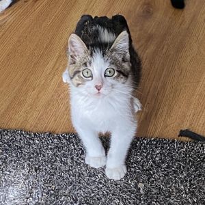 Meet Dil This tailless little Manx kitten is equal parts snuggle bug and playful maniac He loves p