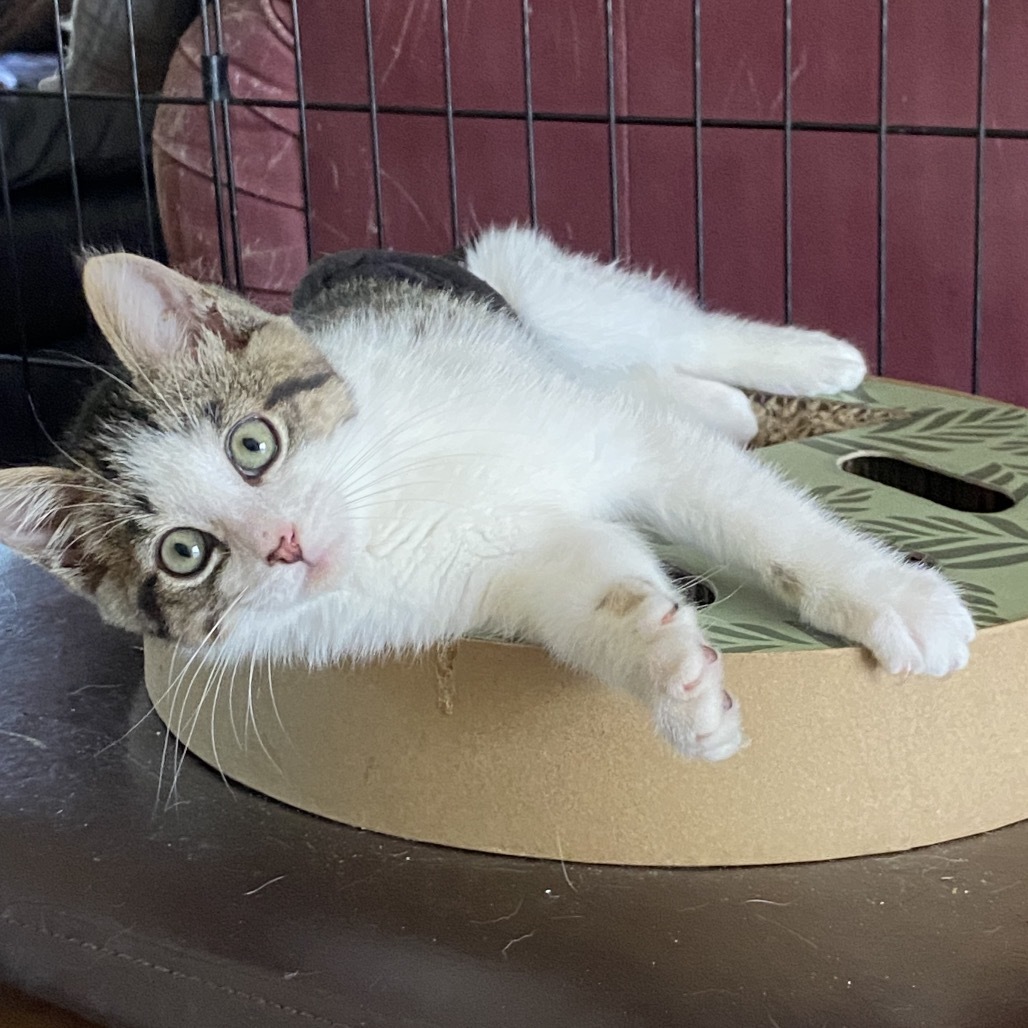 Dil, an adoptable Domestic Short Hair in Spokane, WA, 99202 | Photo Image 2