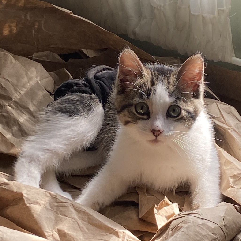 Dil, an adoptable Domestic Short Hair in Spokane, WA, 99202 | Photo Image 3