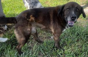 Harvey *, Senior Male unknown