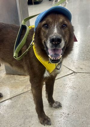Harvey *, Senior Male unknown