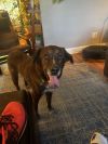 Harvey * photo 2