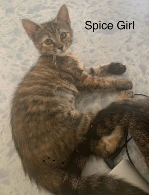 Spice Girl, Young Female Domestic Short Hair