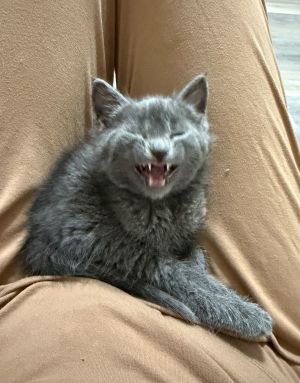 Aggressive Grooming, Baby Male unknown