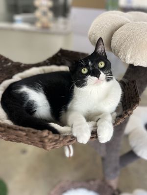 Meet Eden Eden is a healthy 6 month old kitten who is full of personality She is sweet playful 