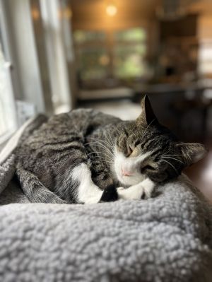 Cookie Domestic Short Hair Cat