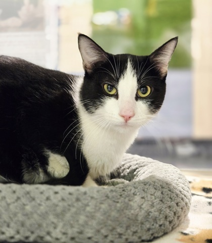 Tuxedo