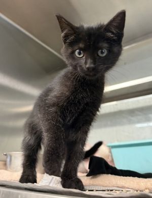 Engine, Young Female Domestic Short Hair