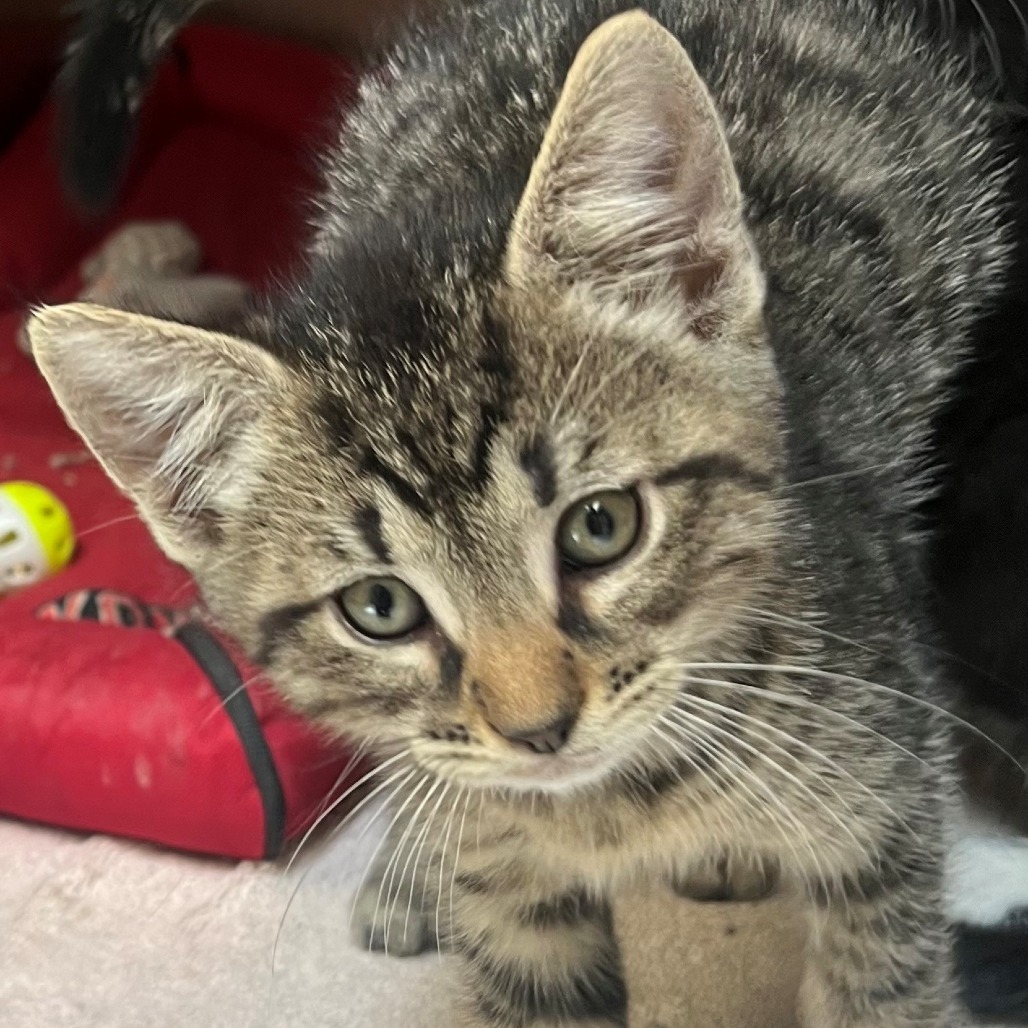 Tigger