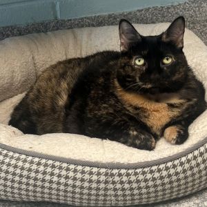 Venus, Senior Female Domestic Short Hair