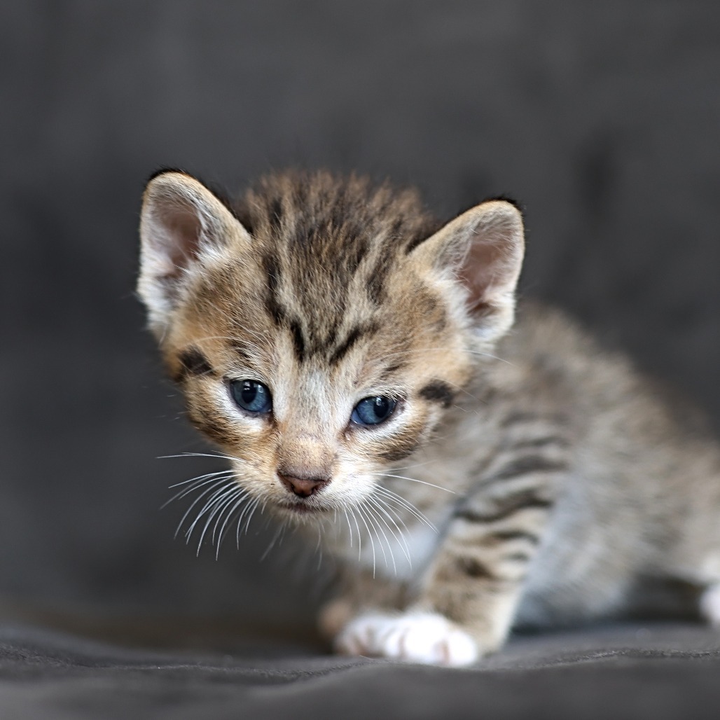 Turtle, an adoptable Domestic Short Hair in Calgary, AB, T3C 1W4 | Photo Image 3