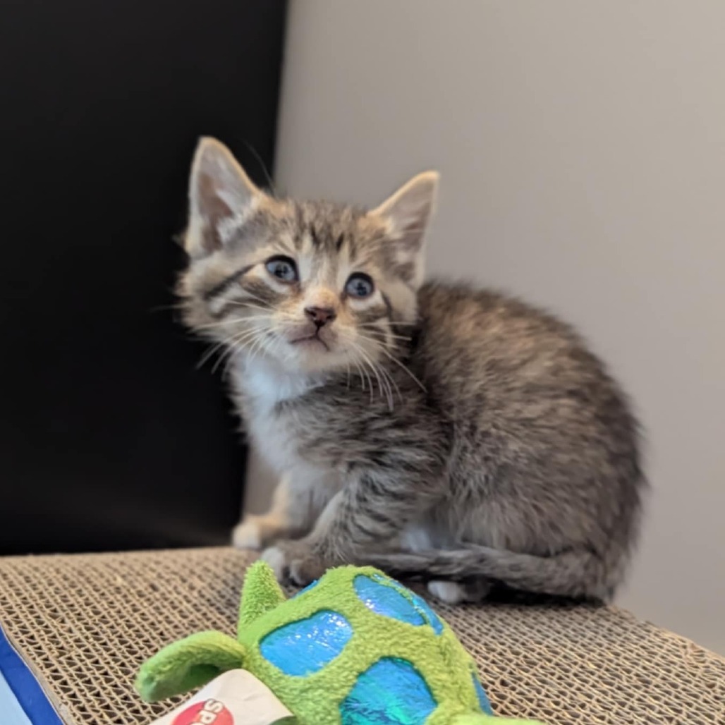 Turtle, an adoptable Domestic Short Hair in Calgary, AB, T3C 1W4 | Photo Image 5