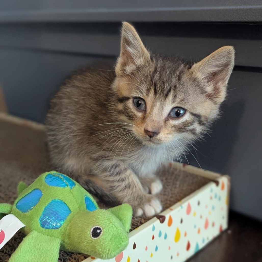 Turtle, an adoptable Domestic Short Hair in Calgary, AB, T3C 1W4 | Photo Image 6